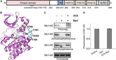 Autophosphorylation Mechanism of the <mark class="highlighted">Ser/Thr Kinase</mark> Stk1 From Staphylococcus aureus